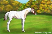 Horse Color:Red Onyx Roan Tobiano Blanket Rabicano