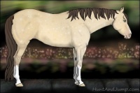 Horse Color:Amber Cream Champagne Dun 