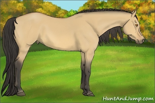 Horse Color:Buckskin Dun 