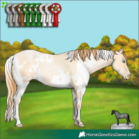 Horse Color:White Spotted Buckskin Roan Pearl Dun 