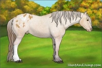 Horse Color:Bay Dun Appaloosa 