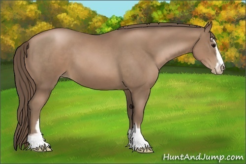 Horse Color:Black Pearl Sabino 