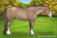 Horse Color:Black Pearl Sabino 