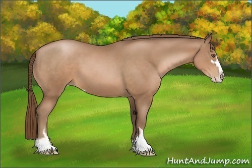 Horse Color:Brown Pearl Sabino 