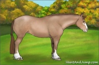 Horse Color:Brown Pearl Sabino