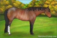 Horse Color:Bay Rabicano 