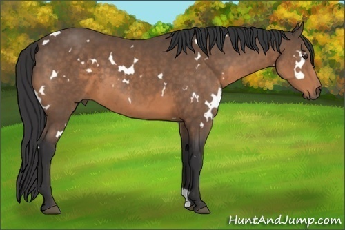 Horse Color:White Spotted Buckskin 