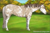 Horse Color:Grullo Pearl Sabino