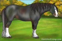 Horse Color:Liver Chestnut Splash 
