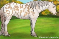 Horse Color:Amber Champagne Appaloosa 