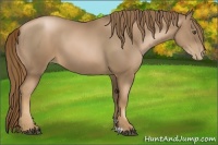 Horse Color:Liver Chestnut Pearl 