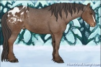 Horse Color:Liver Chestnut Appaloosa 