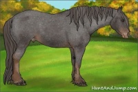Horse Color:Liver Chestnut Appaloosa 