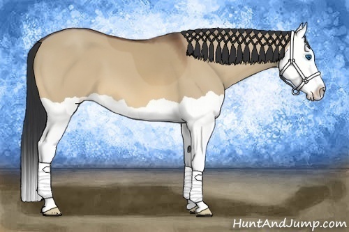 Horse Color:Bay Dun Splash 