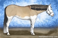 Horse Color:Bay Dun Splash 