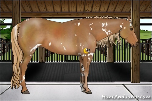 Horse Color:White Spotted Chestnut 