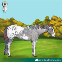 Horse Color:Nacre Black Ice Splash Tobiano Appaloosa Rabicano 