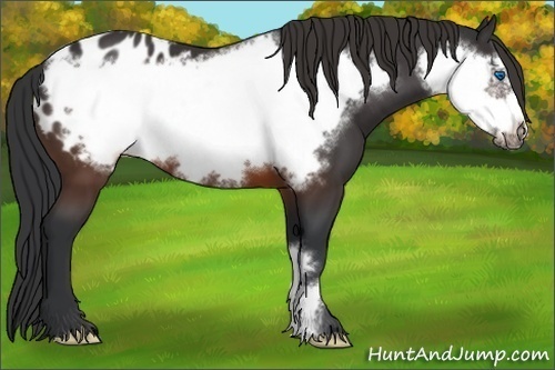 Horse Color:Brown Frame Appaloosa 
