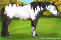 Horse Color:Brown Frame Appaloosa 