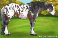 Horse Color:White Spotted Brown Appaloosa 