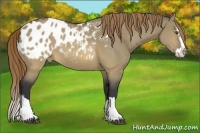 Horse Color:Buckskin Dun Sabino Splash Appaloosa 