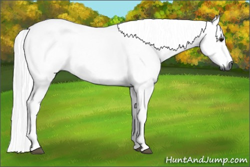 Horse Color:Gray Buckskin