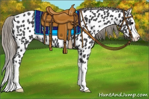 Horse Color:Smoky Black Splash Appaloosa