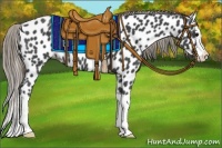 Horse Color:Smoky Black Splash Appaloosa