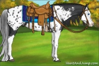 Horse Color:Black Splash Appaloosa 