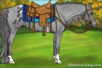 Horse Color:Black Appaloosa Rabicano 