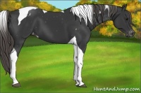 Horse Color:Smoky Black Tobiano Appaloosa 