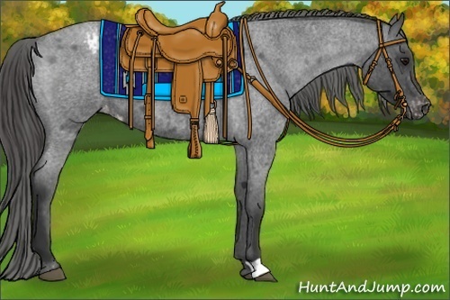 Horse Color:Blue Roan Appaloosa 