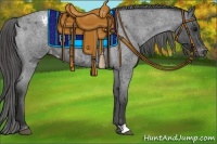 Horse Color:Blue Roan Appaloosa 