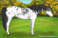 Horse Color:White Spotted Black Appaloosa