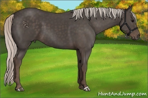 Horse Color:Silver Black