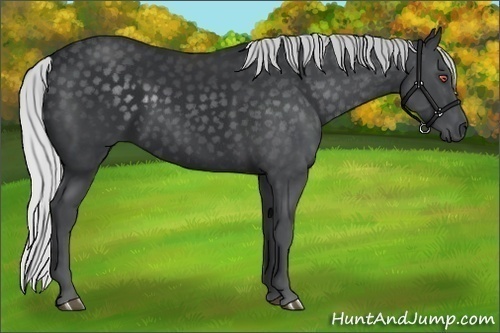 Horse Color:Silver Black Chinchilla