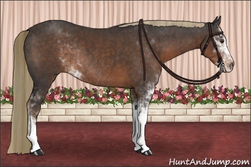 Horse Color:Liver Chestnut Sabino Rabicano 