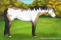 Horse Color:Buckskin Dun Frame 