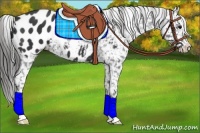 Horse Color:Black Appaloosa