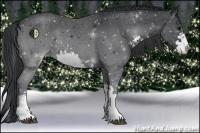 Horse Color:Black Sabino