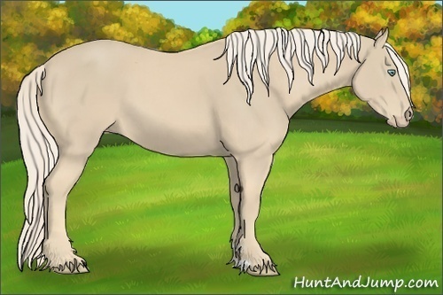 Horse Color:Cremello 