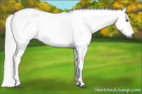 Horse Color:Gray Palomino