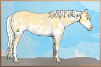 Horse Color:Silver Classic Cream Champagne Dun Splash 