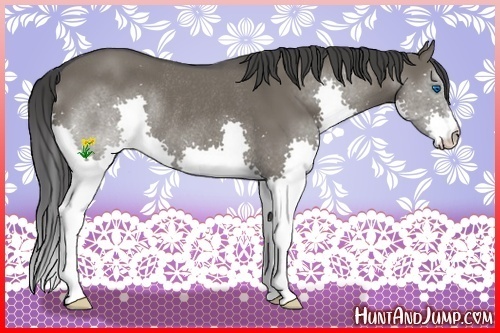 Horse Color:Smoky Grullo Splash Rabicano