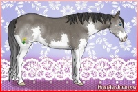 Horse Color:Smoky Grullo Splash Rabicano