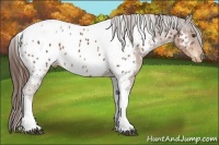 Horse Color:Liver Chestnut Tobiano Appaloosa 
