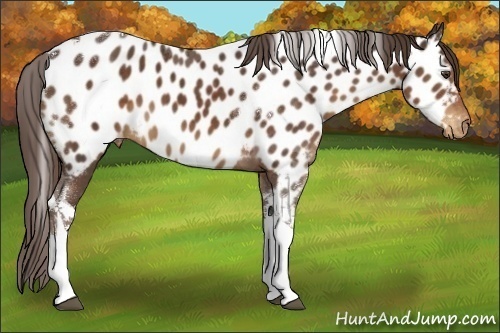 Horse Color:Liver Chestnut Tobiano Appaloosa 