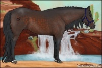 Horse Color:Brown Sabino