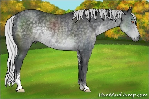 Horse Color:Silver Black Chinchilla Sabino Rabicano 