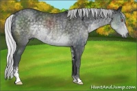 Horse Color:Silver Black Chinchilla Sabino Rabicano